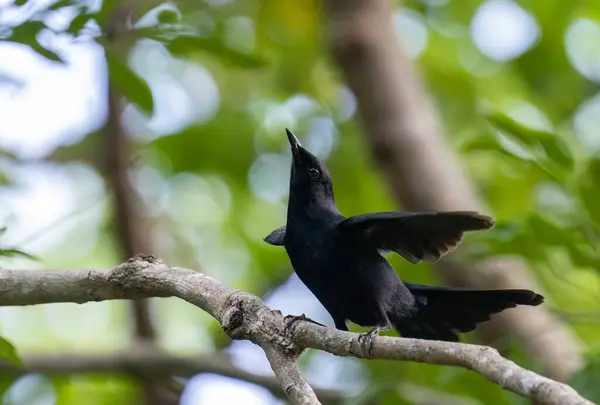 Черная Птица Распростертыми Крыльями — стоковое фото