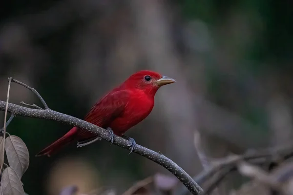 Summer Tanager Perch — Stock Photo, Image
