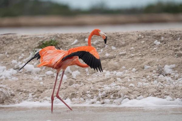 American Flamingo Landing Lagoon — Stock Photo, Image