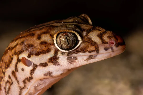 Jukatan Banded Gecko Błocie — Zdjęcie stockowe