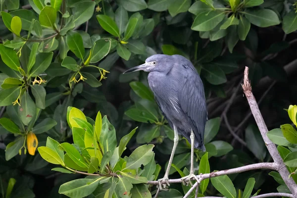 Little blue heron in mangrove forest