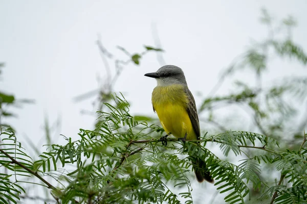 Tropical Kingbird Perch — Stock Photo, Image
