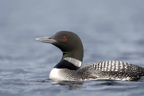 Gölde sıradan bir ahmak.