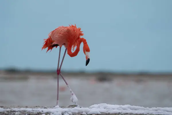 American Flamingo Wading Lagoon White Foam — Stock Photo, Image