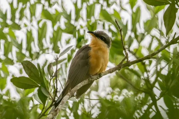 Mangrove cuckoo on a perch