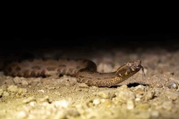 Yucatan Hognose Viper Nocy — Zdjęcie stockowe
