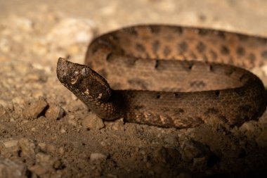 Yucatan Hognose Viper geceleri