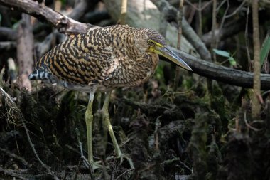 Ormandaki genç kaplan balıkçıl