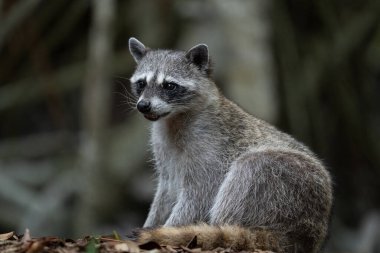Mangrove ormanında sıradan bir rakun.