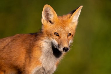 Kızıl Tilki bir alanda