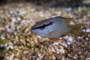 Çocuk okul müdürü levrek kayaların yanında.