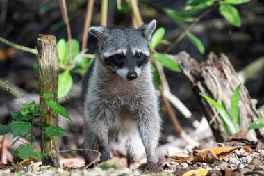 Sıradan bir rakuna yakın çekim