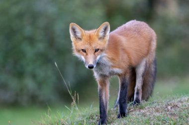 Kızıl Tilki bir alanda