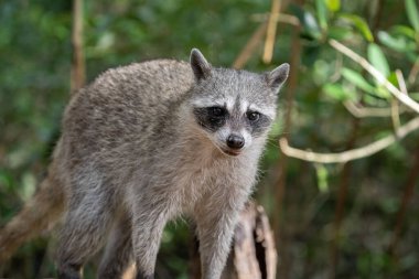 Sıradan bir rakuna yakın çekim