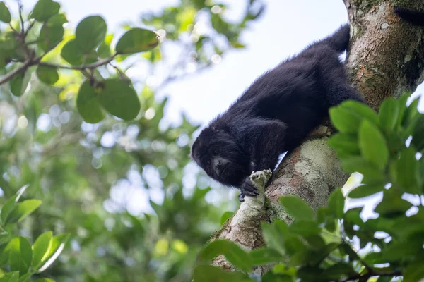 Guatemolan Ağaçtaki Siyah Uluyan Maymun — Stok fotoğraf