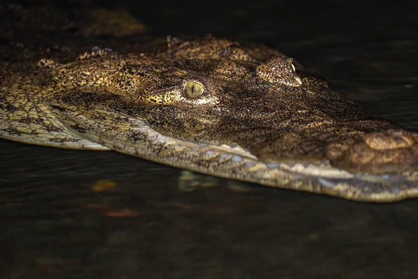 Crocodilo Morelet Água Noite — Fotografia de Stock