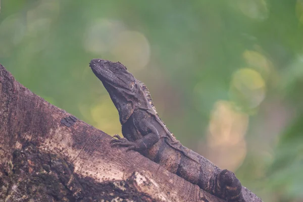 Hitam Berduri Ekor Iguana Pada Akar Pohon — Stok Foto