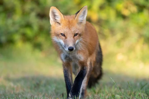 Red Fox Field — Stock Photo, Image