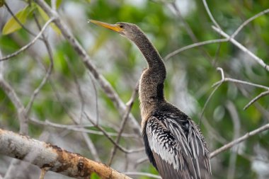 Anhinga ormandaki bir tünekte