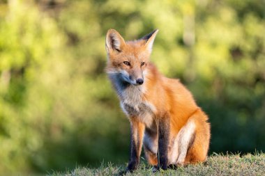 Kızıl Tilki bir alanda