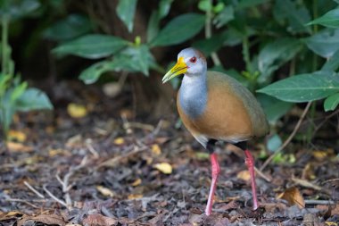 Ormanda Russet-naped ahşap-ray