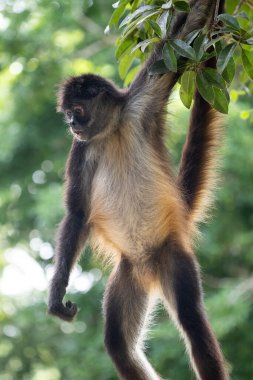 Ağaçtaki Yucatan örümcek maymunu