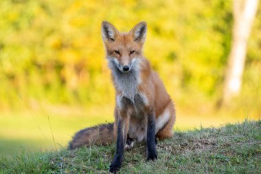 Kızıl Tilki bir alanda