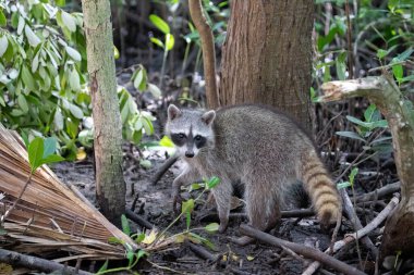 Ormanda sıradan bir rakun.