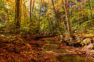 Kuzeydoğudaki ormana düş.