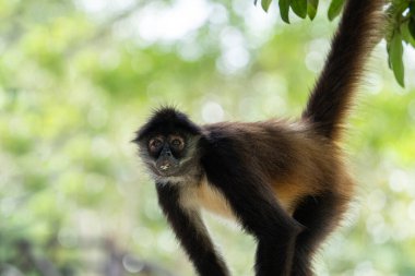 Ağaçtaki Yucatan örümcek maymunu