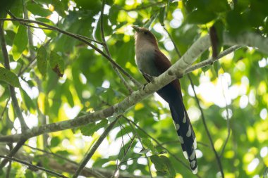 Tünekte sincap guguk kuşu