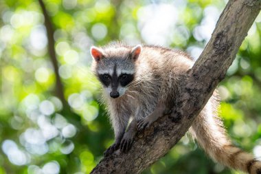 Ağaçta sıradan bir rakun