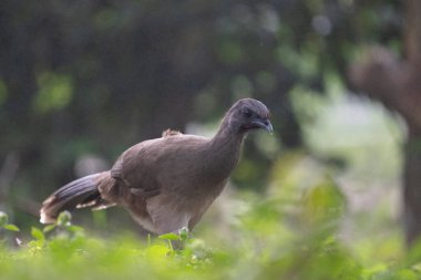 Yerde sade Chachalaca