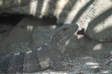 Gölgede siyah dikenli kuyruklu iguana