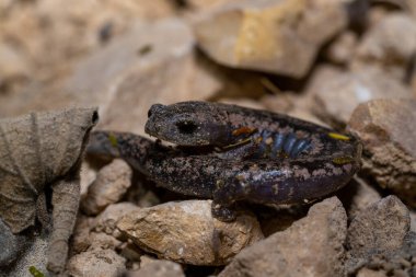 Yucatan mantar dili semenderi.