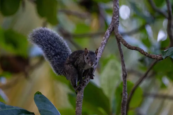 Yucatan Squirrel Branch — Stock Photo, Image