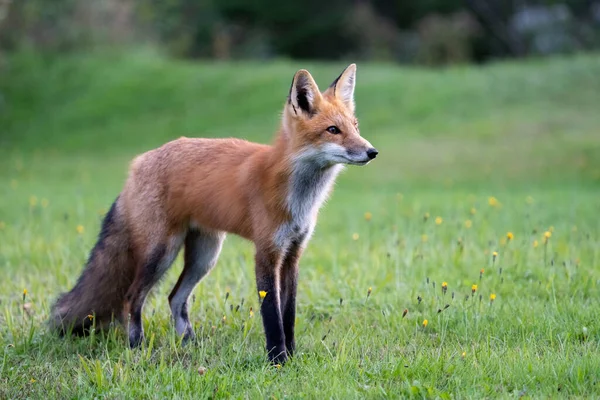 フィールドで赤狐 — ストック写真