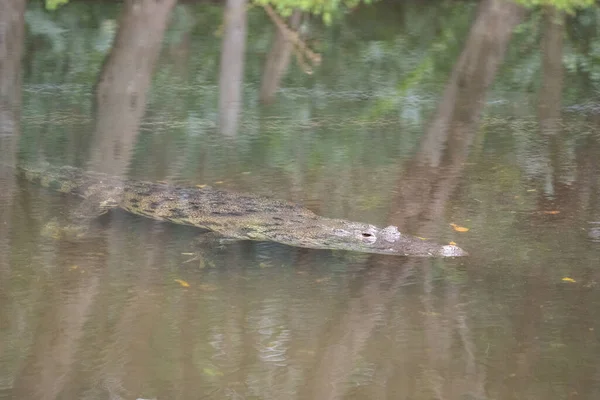 Крокодил Морле Бассейне — стоковое фото