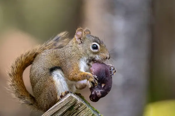 Κόκκινο Σκίουρο Τρώγοντας Ένα Μανιτάρι — Φωτογραφία Αρχείου