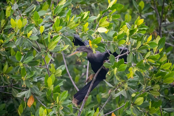 Bir mangrov ağacında Anmeninga