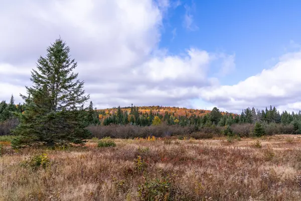 Meadow Northeast Fall — Stock Photo, Image
