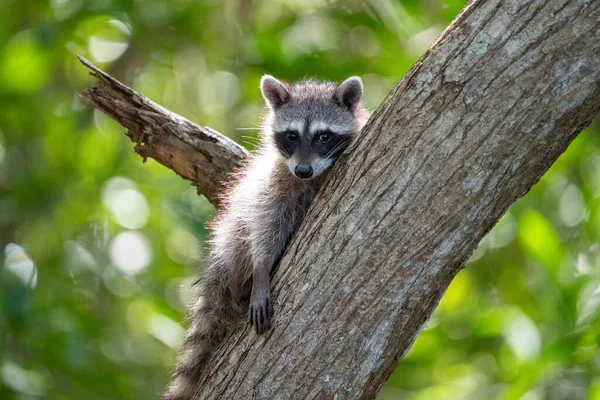 Common Raccoon Tree — Stock Photo, Image