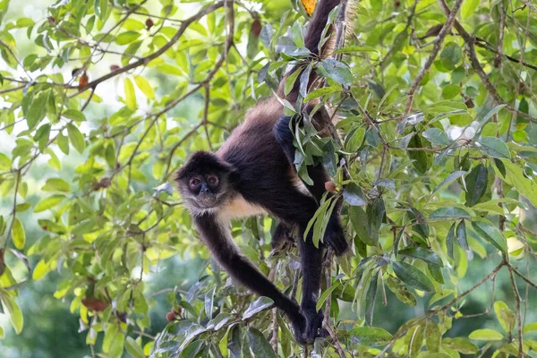 나무에 유카탄 원숭이 — 스톡 사진