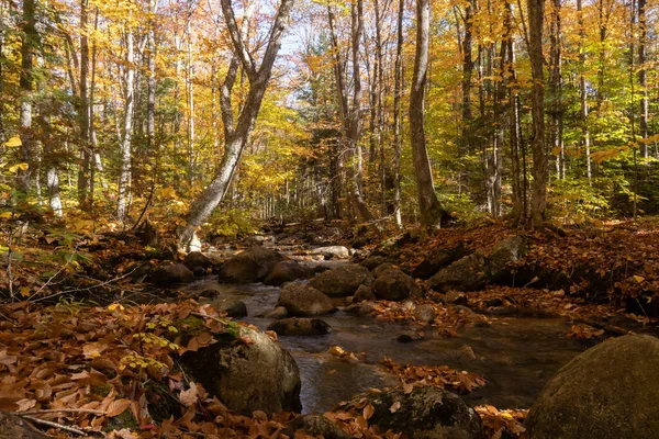 Fall Forest Northeast — Stock Photo, Image