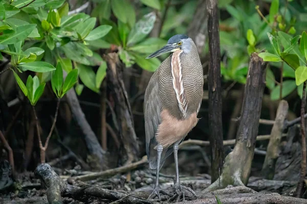 Bare-throated tiger heron in the mangroves