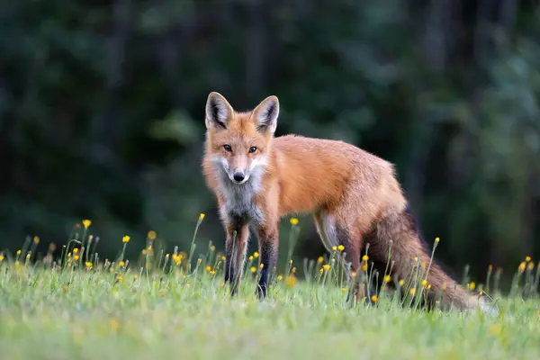 Red Fox Field — Stock Photo, Image