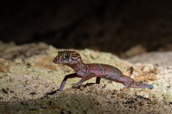 Jukatan Banded Gecko Ziemi — Zdjęcie stockowe