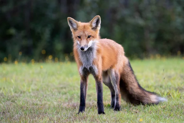 フィールドで赤狐 — ストック写真