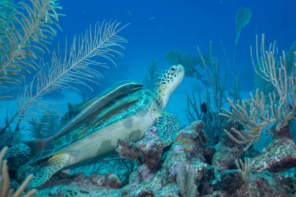 Seaturtle Verde Arrecife Coral — Foto de Stock