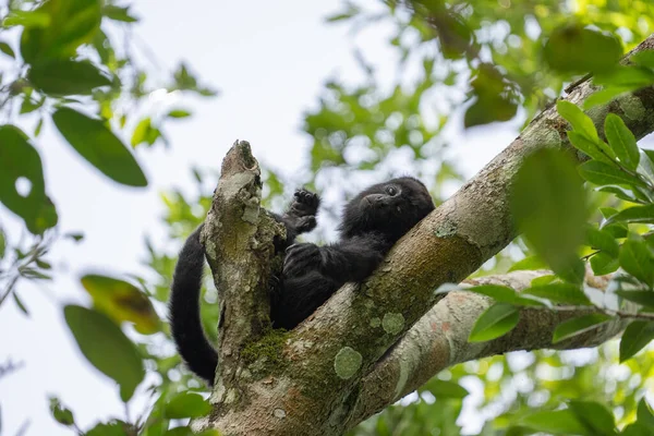 Guatemolan Black Howler Monkey Tree — Stock Photo, Image